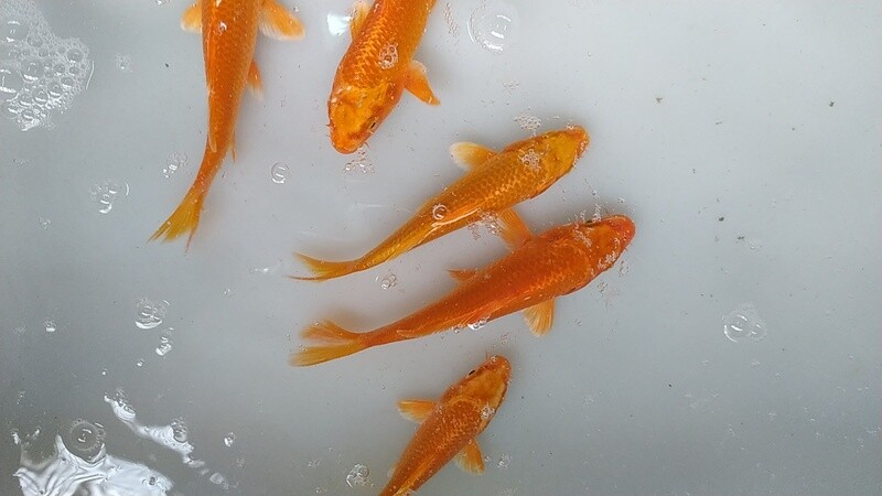 Kois Orenji Ogon AAA 10 cm