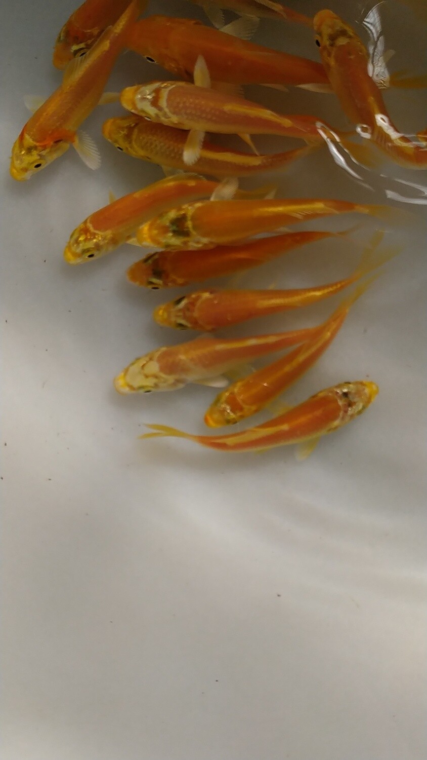 Kois Yamabuki   AAA 10 cm