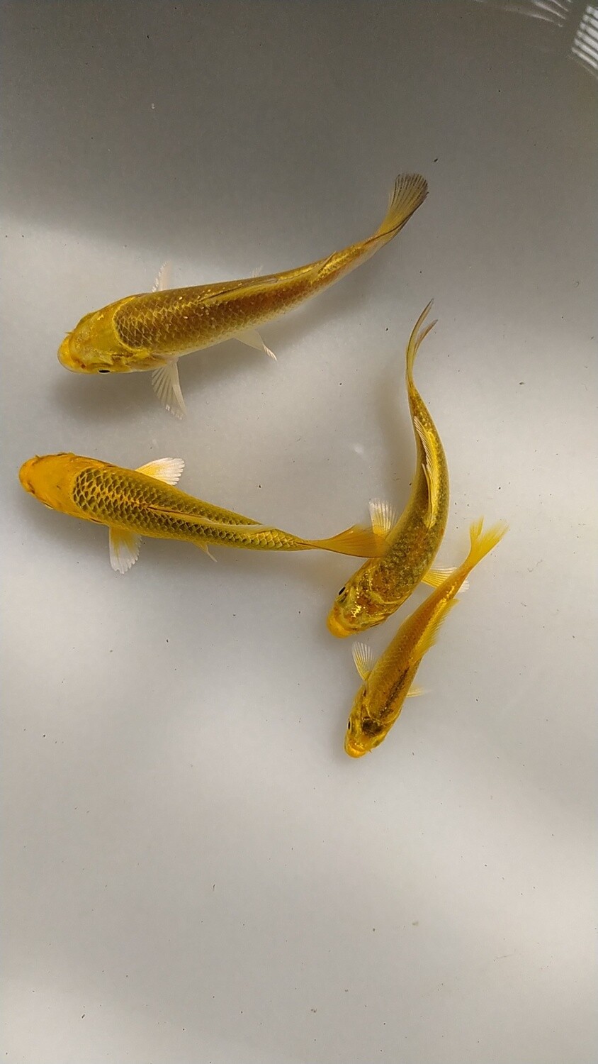 Koi King Matsuba  AAA 6 cm