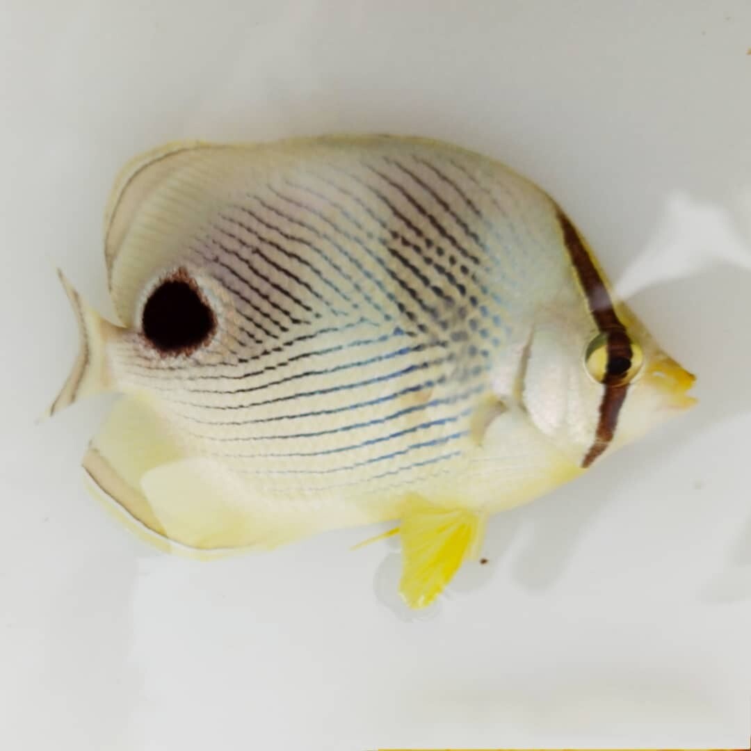 Mariposa 4 Ojos