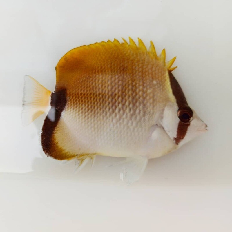 Mariposa Mapache