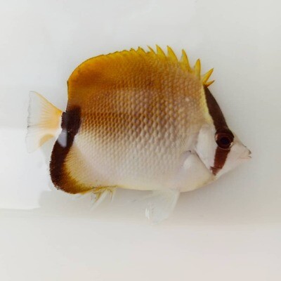 Mariposa Mapache