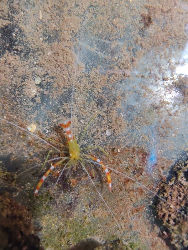 Camarón Dorado