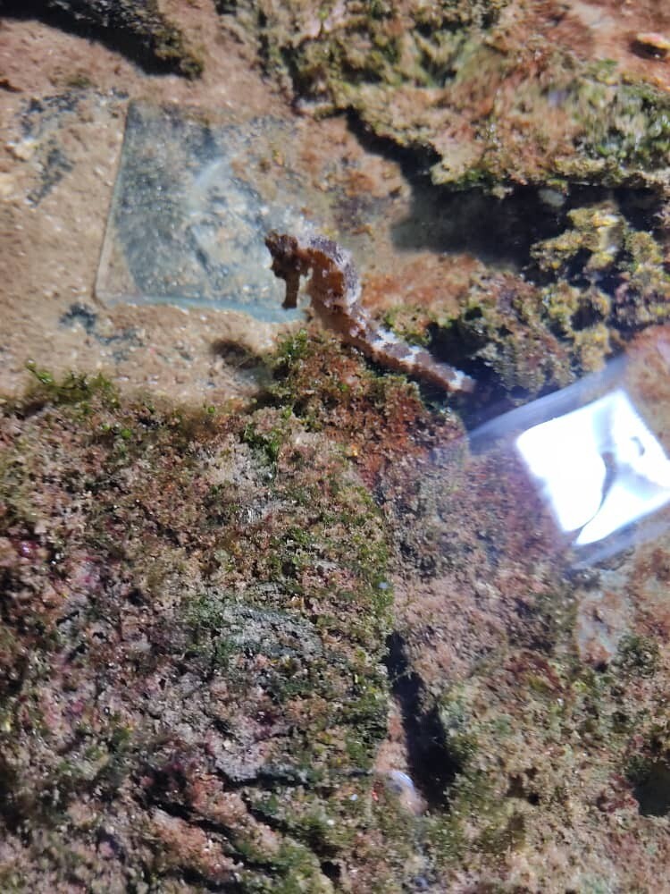 Caballito de Mar