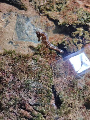 Caballito de Mar