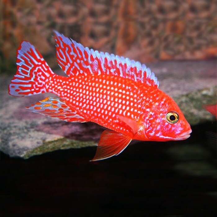 Ciclido Africano Red Orchid 5-6cm