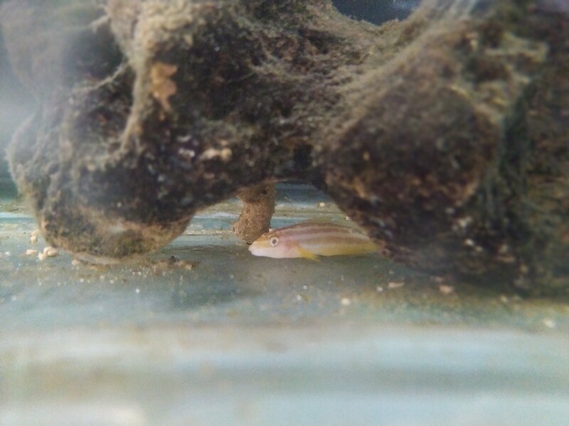 Ciclido Africano Julidochromis Ornatus Albino 1.5cm