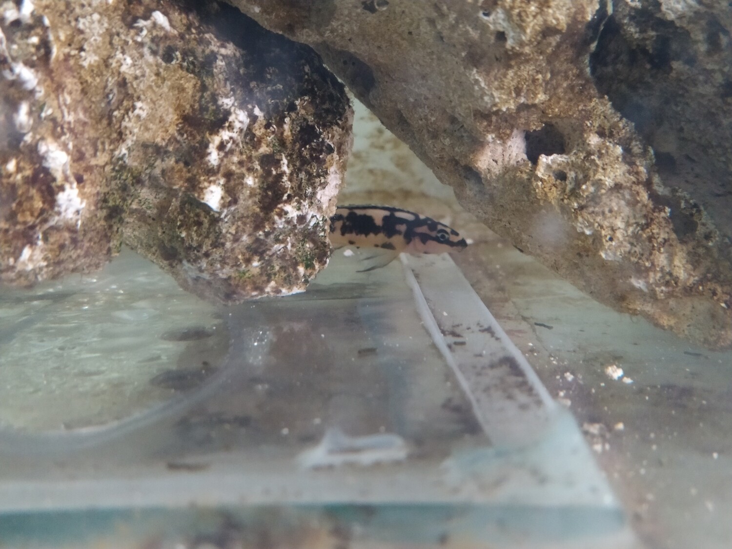 Ciclido Africano Julidochromis Transcriptus 2 cm