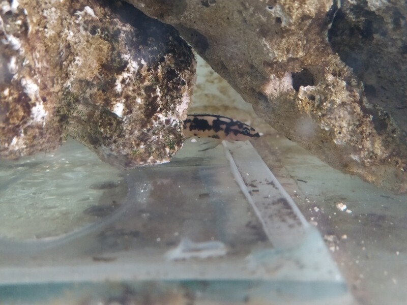 Ciclido Africano Julidochromis Transcriptus 2 cm