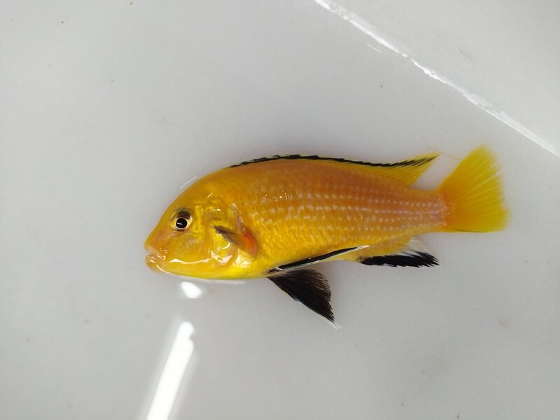 Ciclido Africano Kakusa 4cm