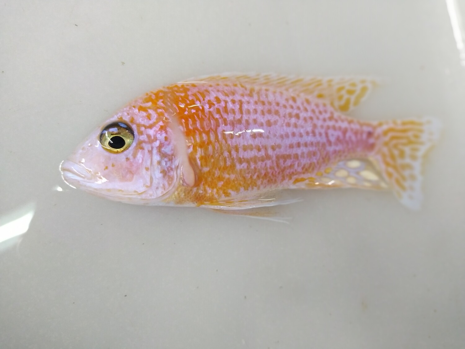 Ciclido Africano Dragón Blood 4cm