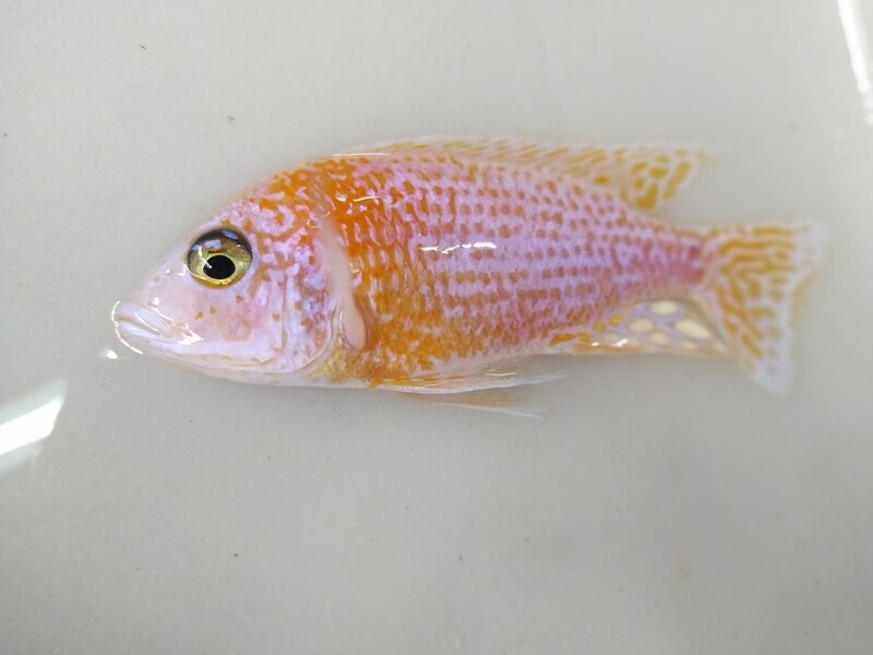 Ciclido Africano Dragón Blood 4cm