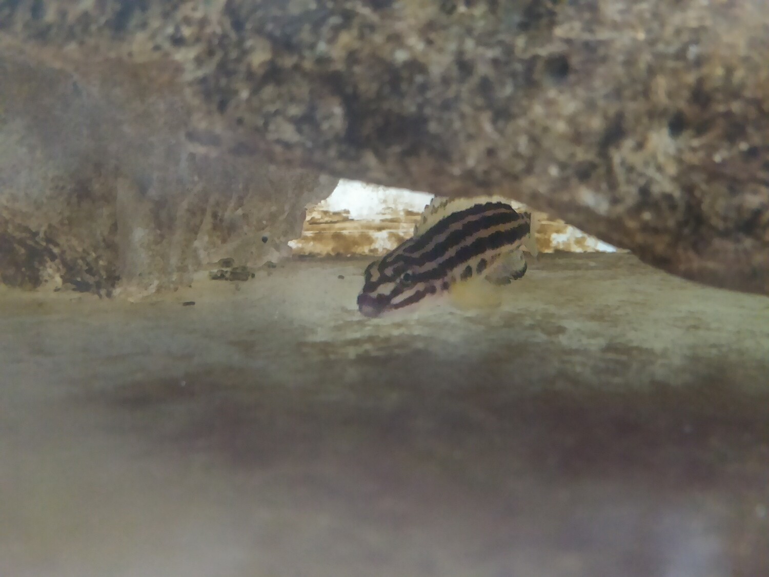 Ciclido Africano Julidochromis Reggani 4cm