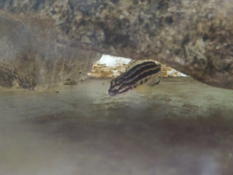 Ciclido Africano Julidochromis Reggani 4cm