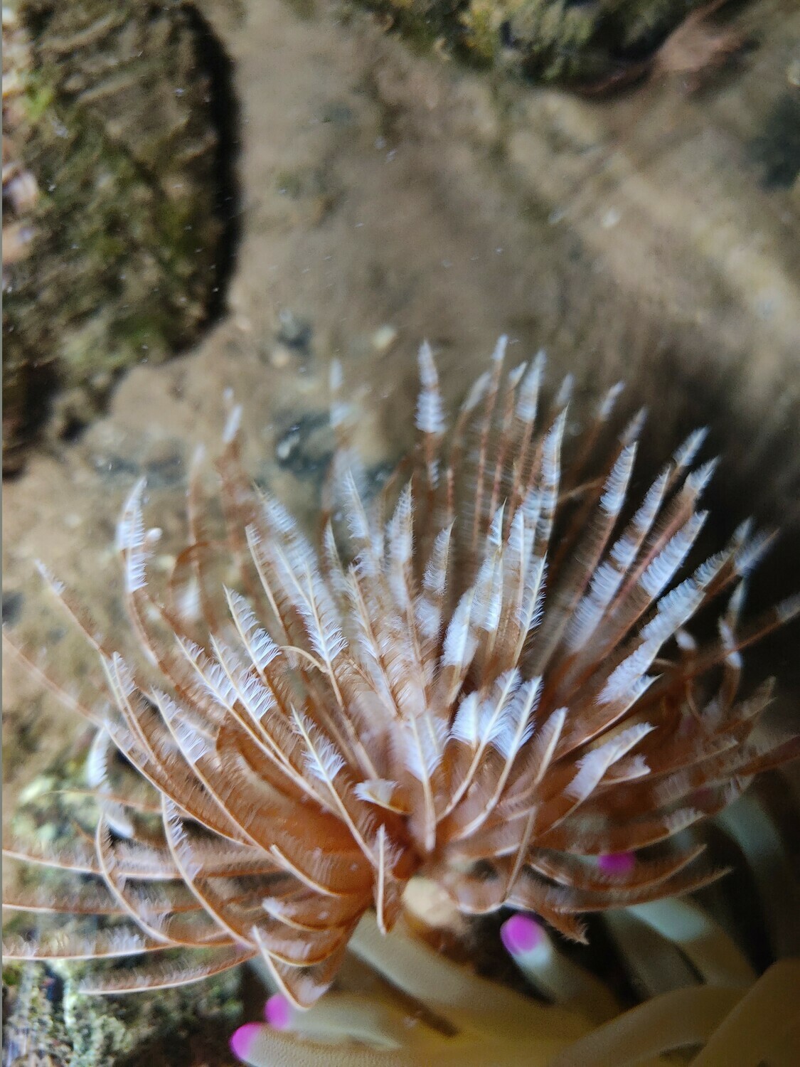 Plumeros de Mar