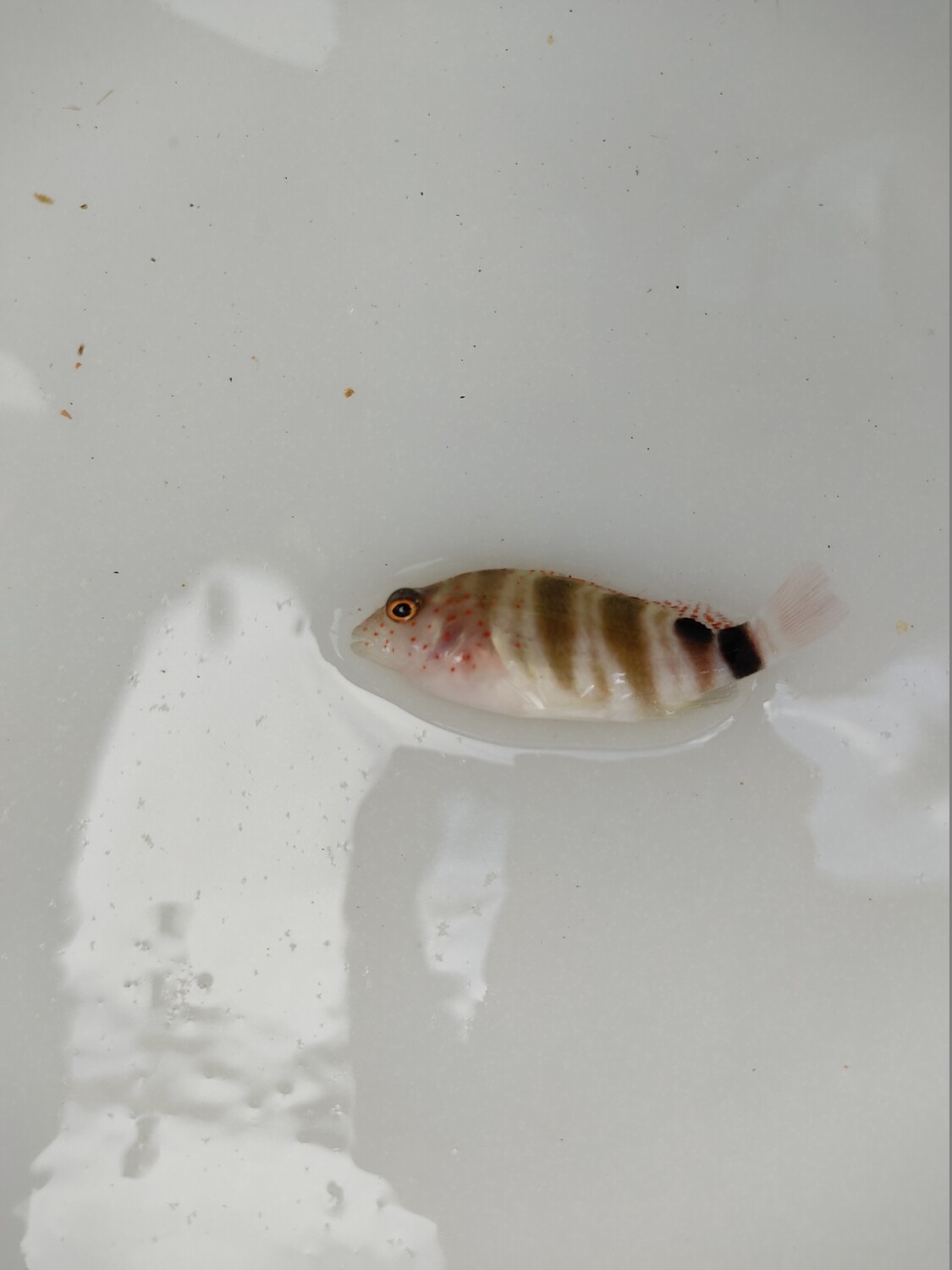 Pez Halcón