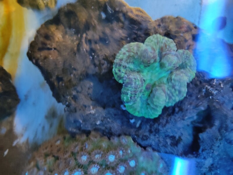 Coral Musa