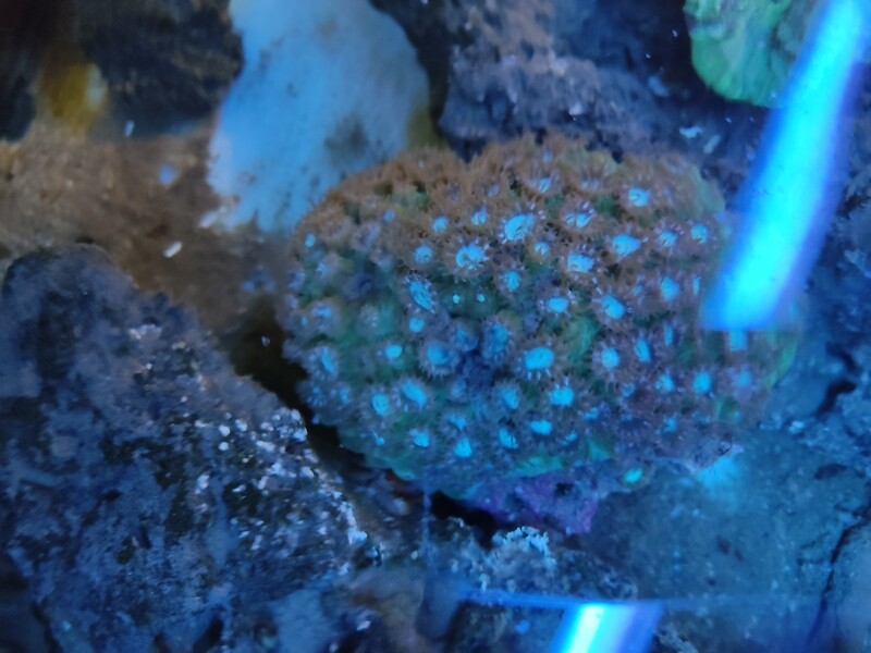 Coral Moon