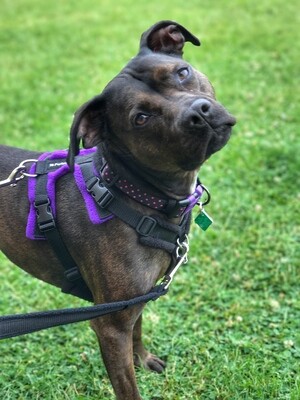 perfect fit harness 40mm