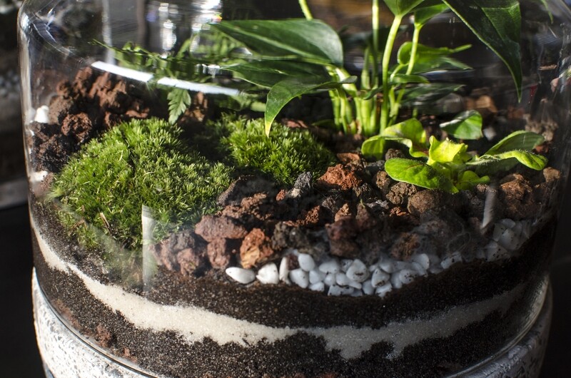 Atelier Terrarium parent/enfant en duo, 2H