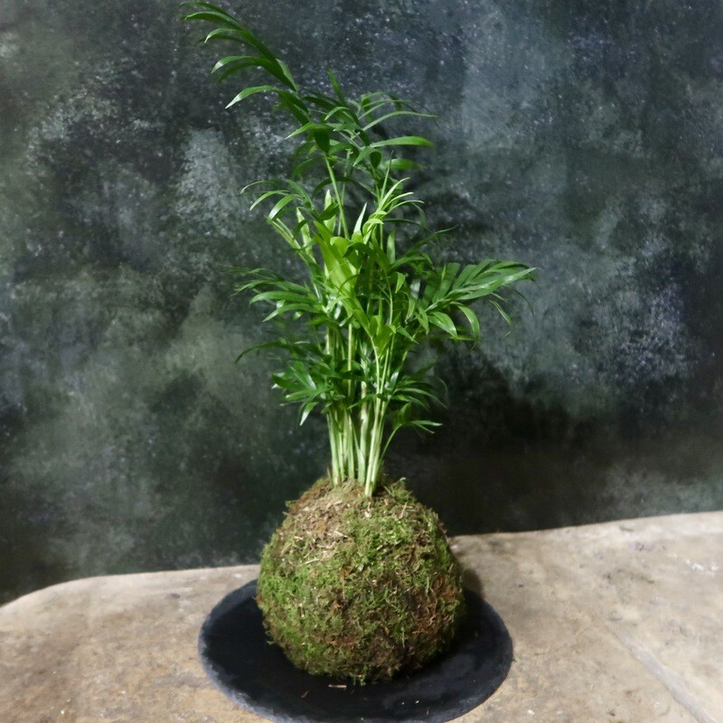 Atelier Kokedama en duo parent/enfant / 2h