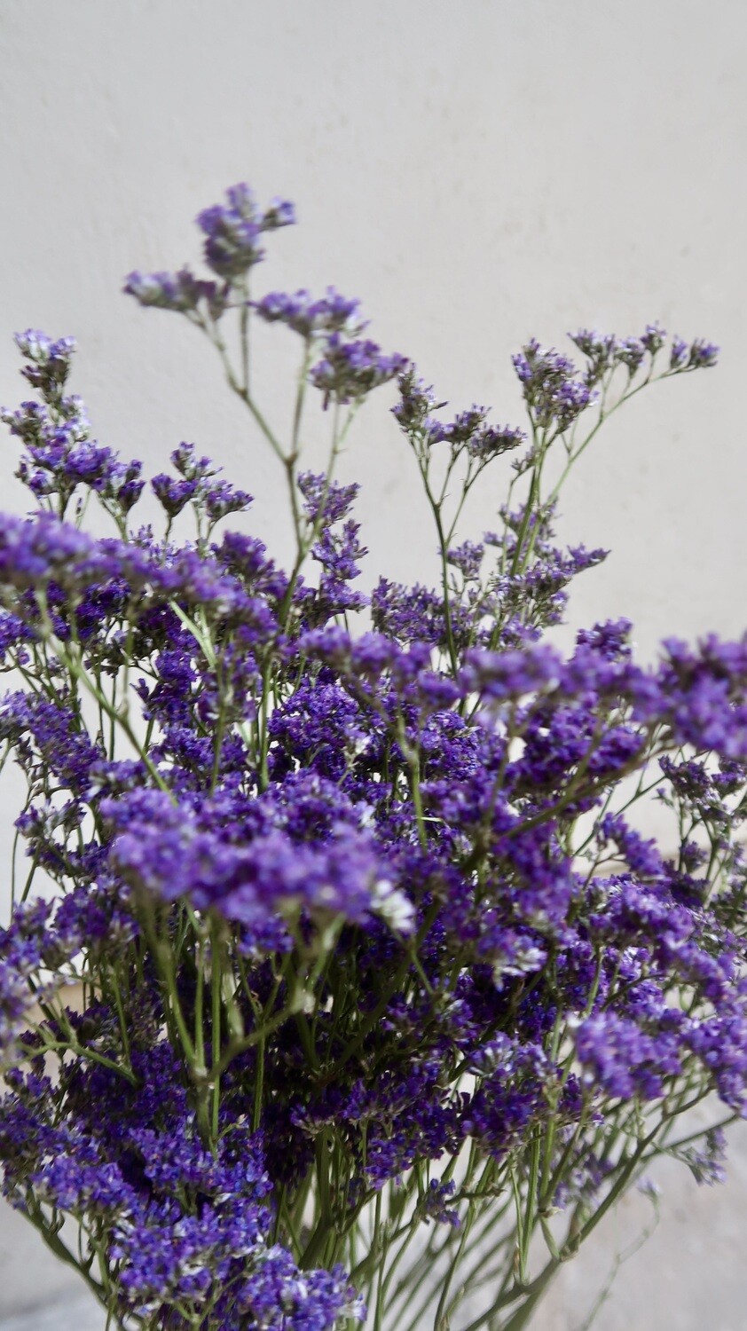 Limonium naturel violet