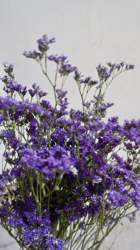 Limonium naturel violet