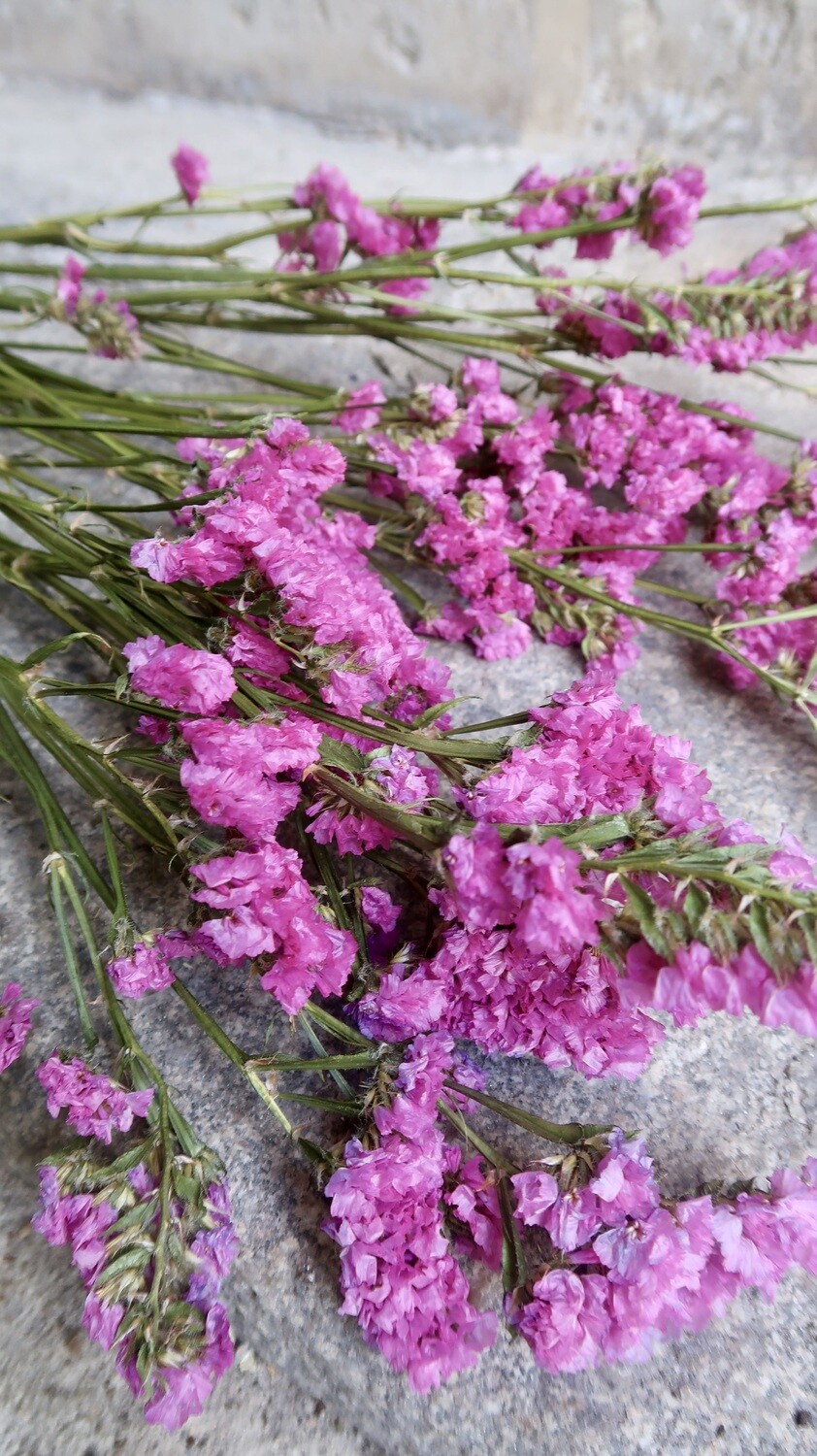 Statice rose vif naturel