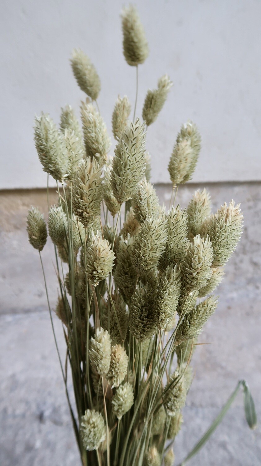 Phalaris naturel