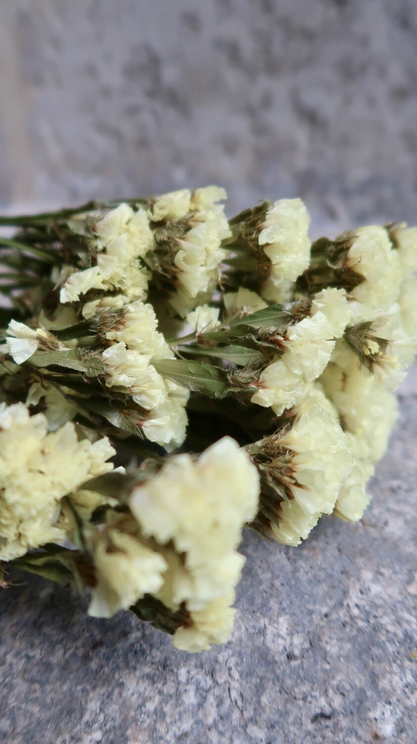 Statice jaune pâle naturel