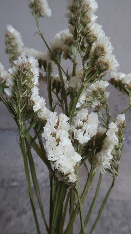 Statice blanc naturel