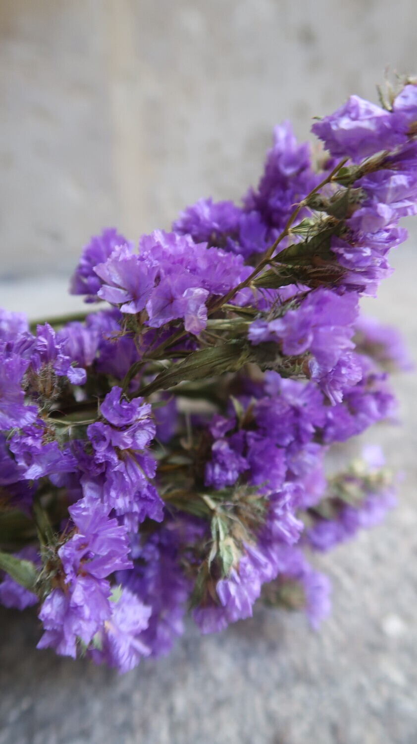 Statice violet foncé naturel