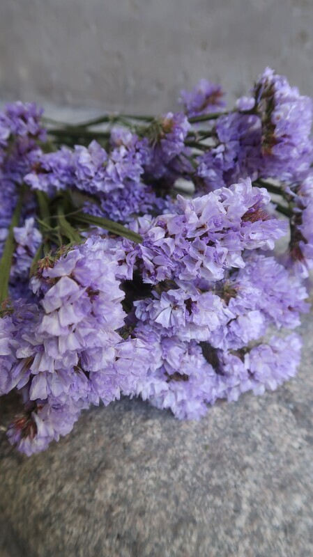 Statice mauve naturel