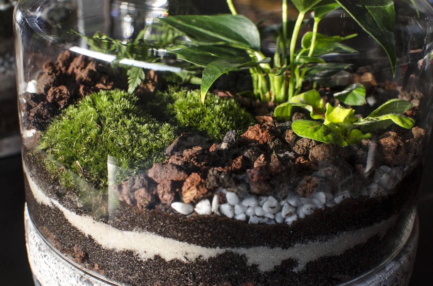 Atelier Terrarium 2H