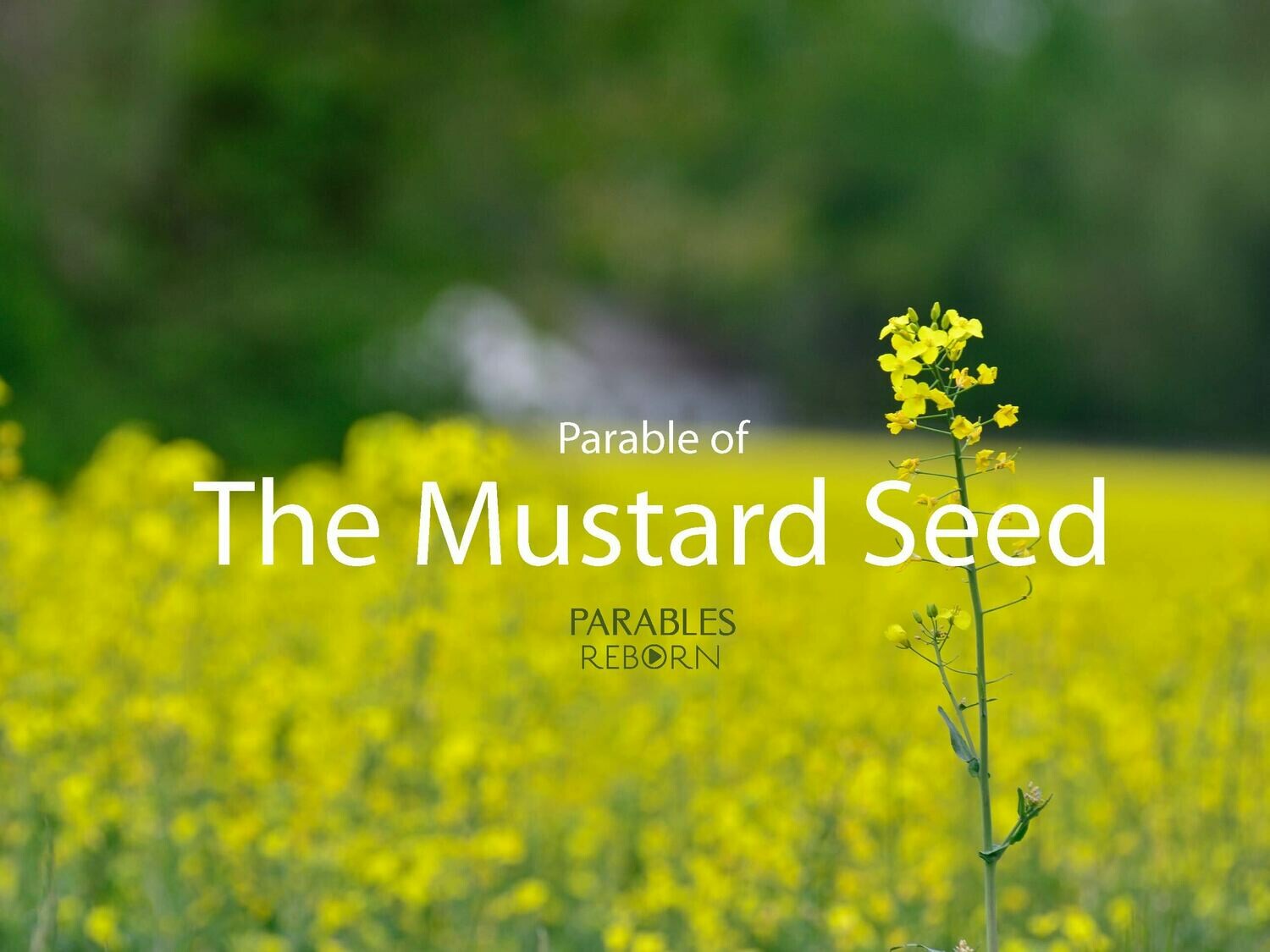 09 Parables Reborn, The Mustard Seed