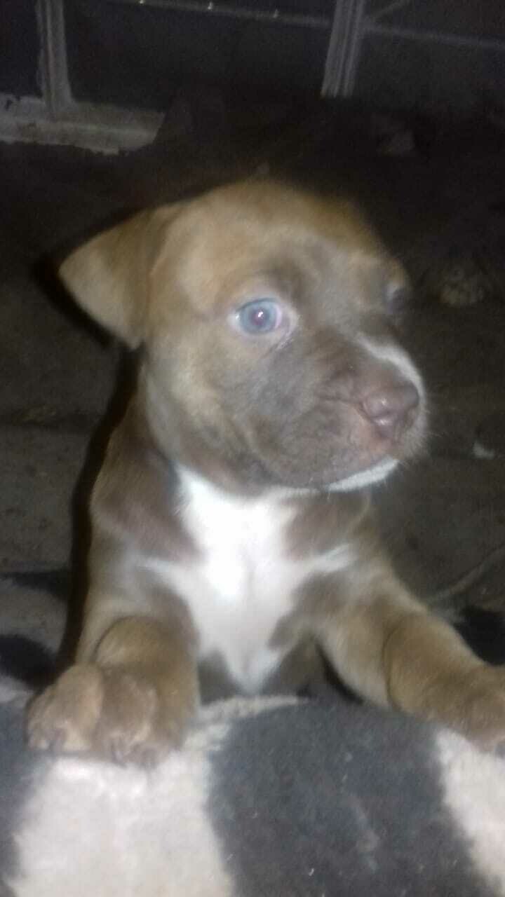 Buck