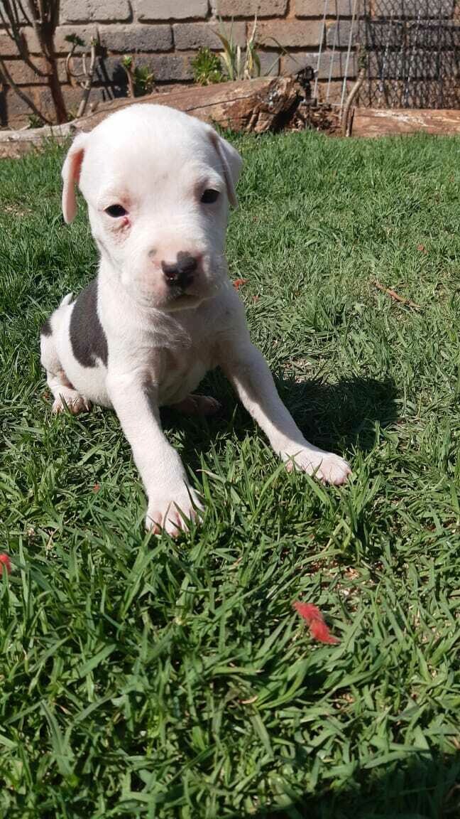 Coco
