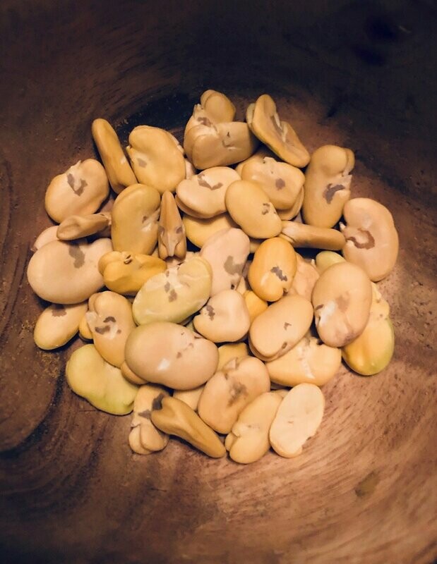 FAVA BEANS (Vicia faba)