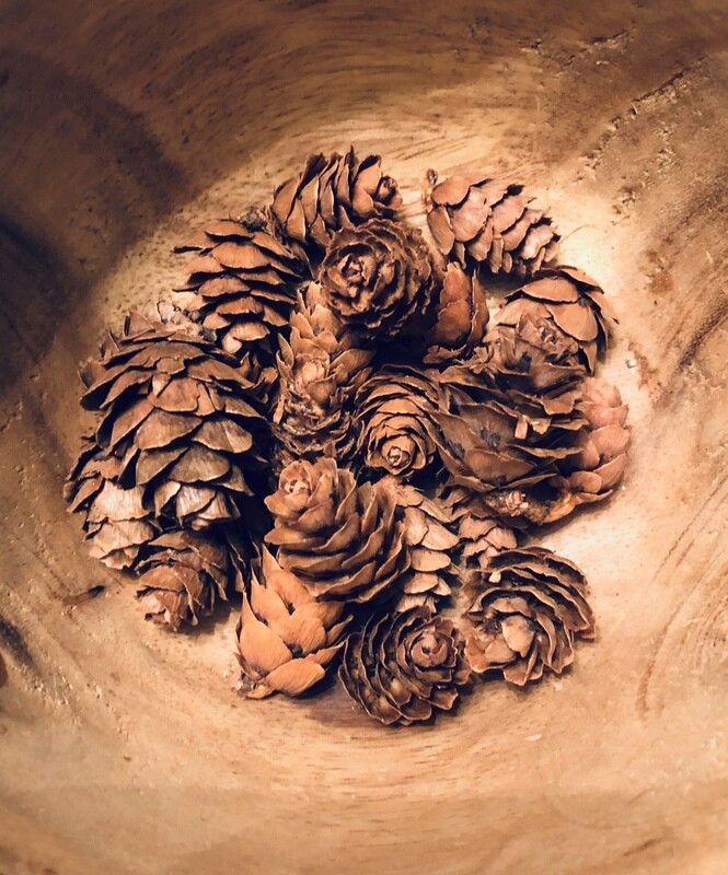 HEMLOCK CONES (Tsuga canadensis)