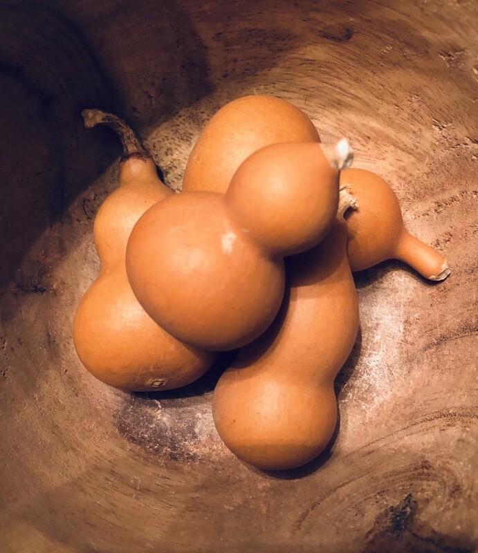 BOTTLE GOURD (Lagenaria siceraria)