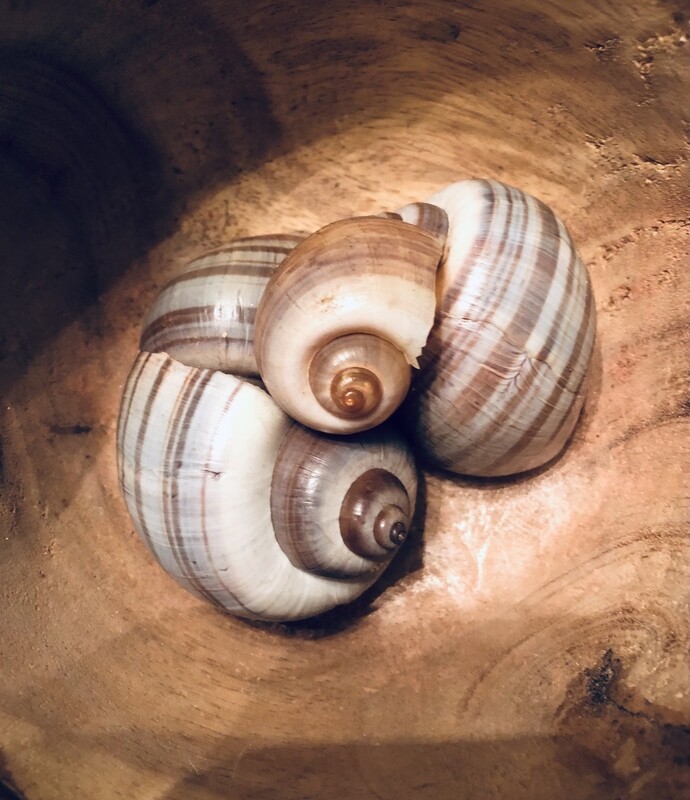 ​SNAIL SHELL (Lumacata)