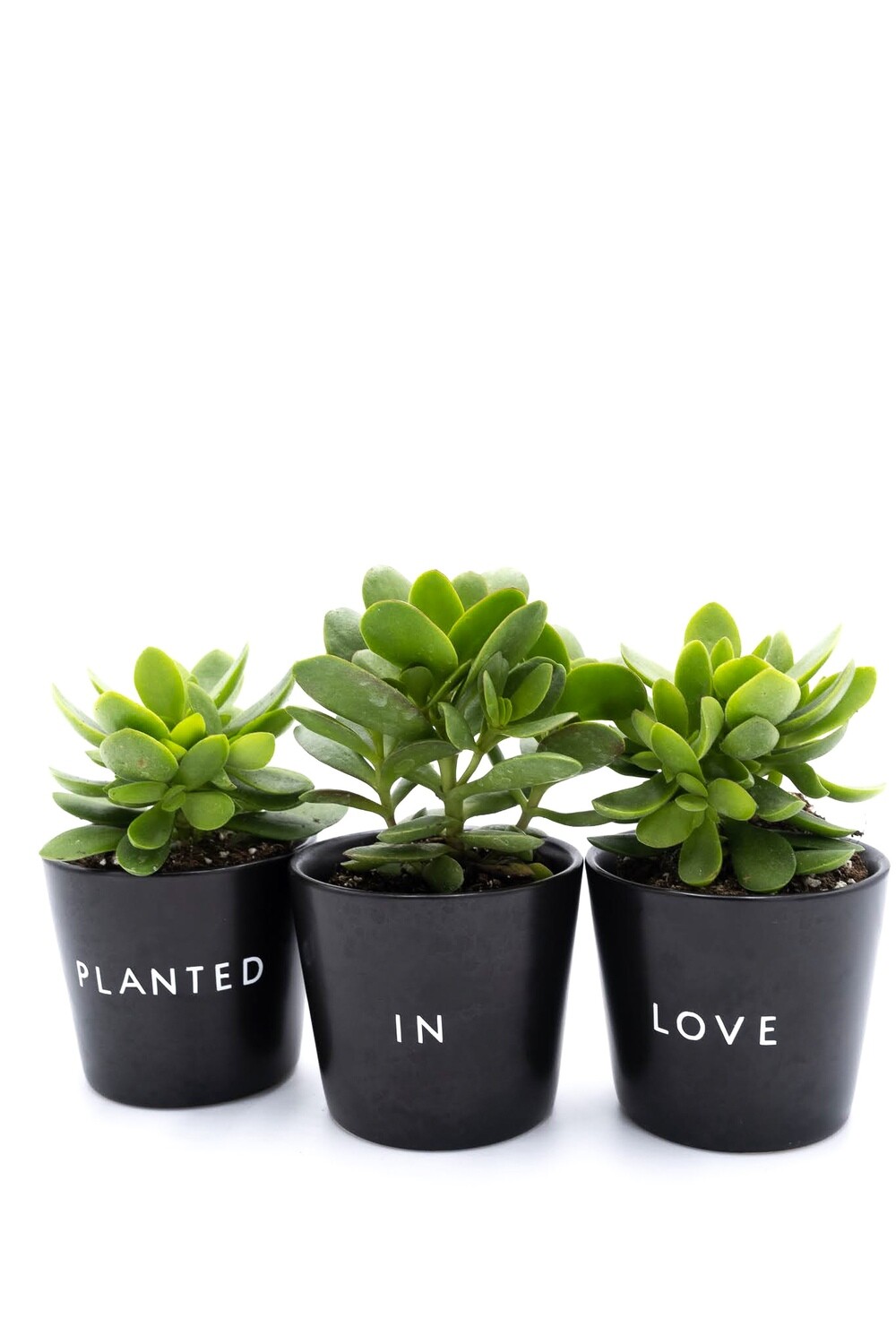 Planted in Love Planter Set — 3.5"