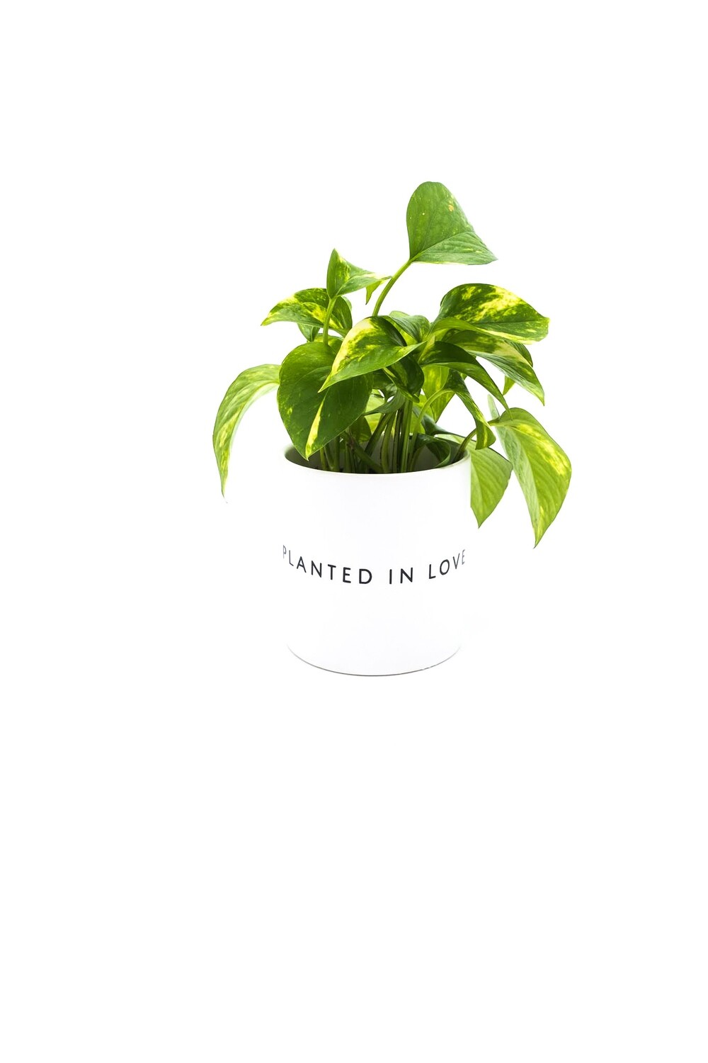 Ceramic Planted in Love Planter (Black or White) — 4”, Select Finish: White
