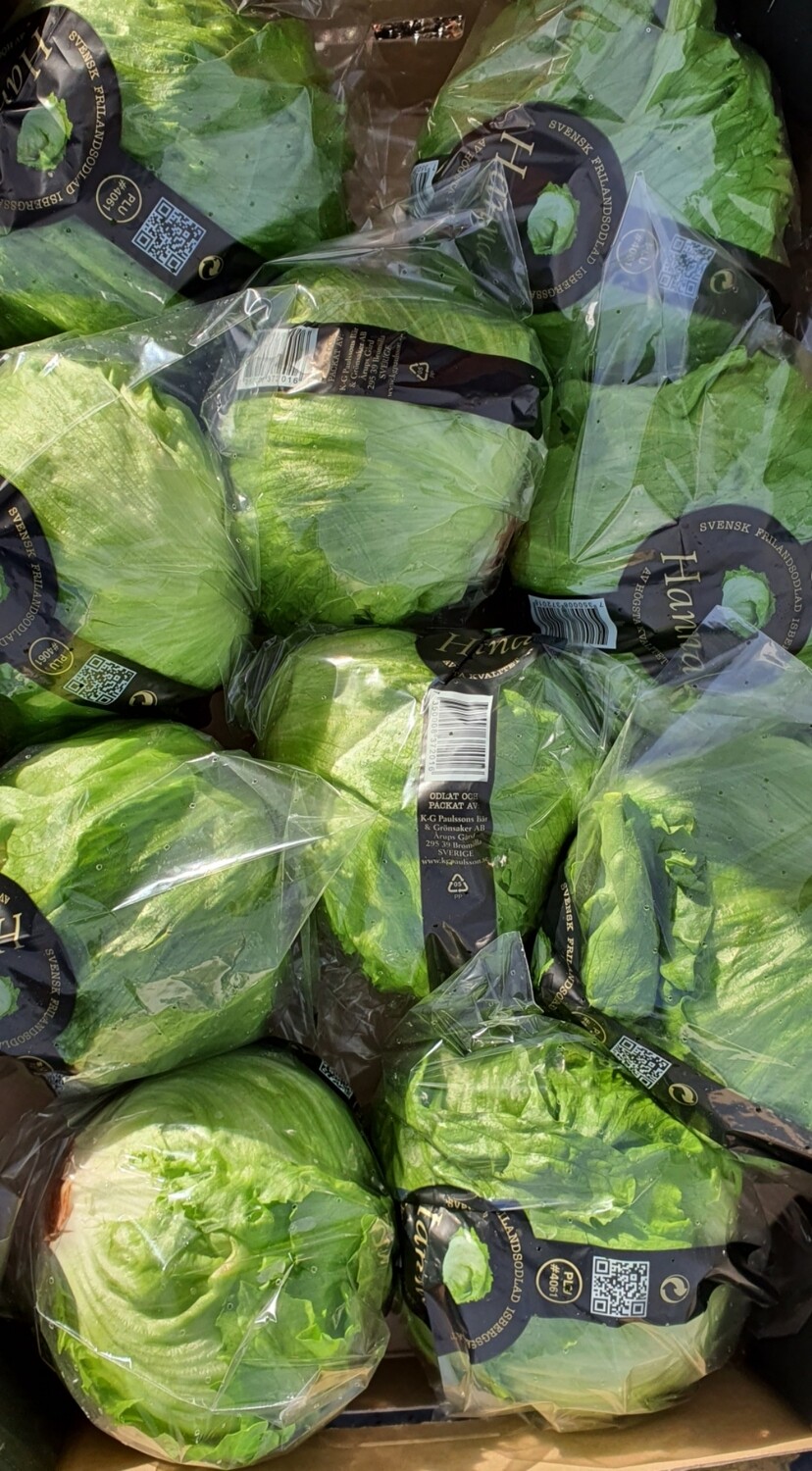 Iceberg lettuce