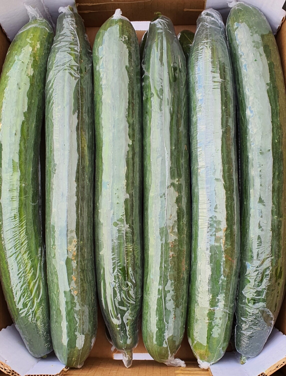 Cucumber