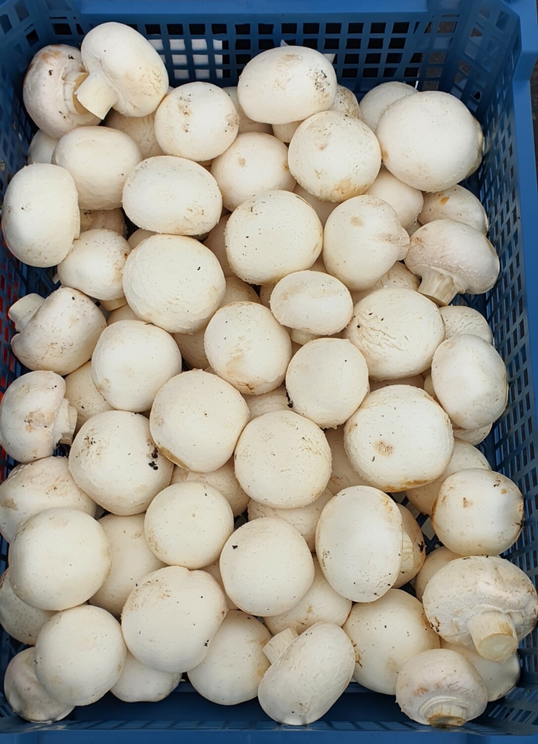 Mushrooms 250g