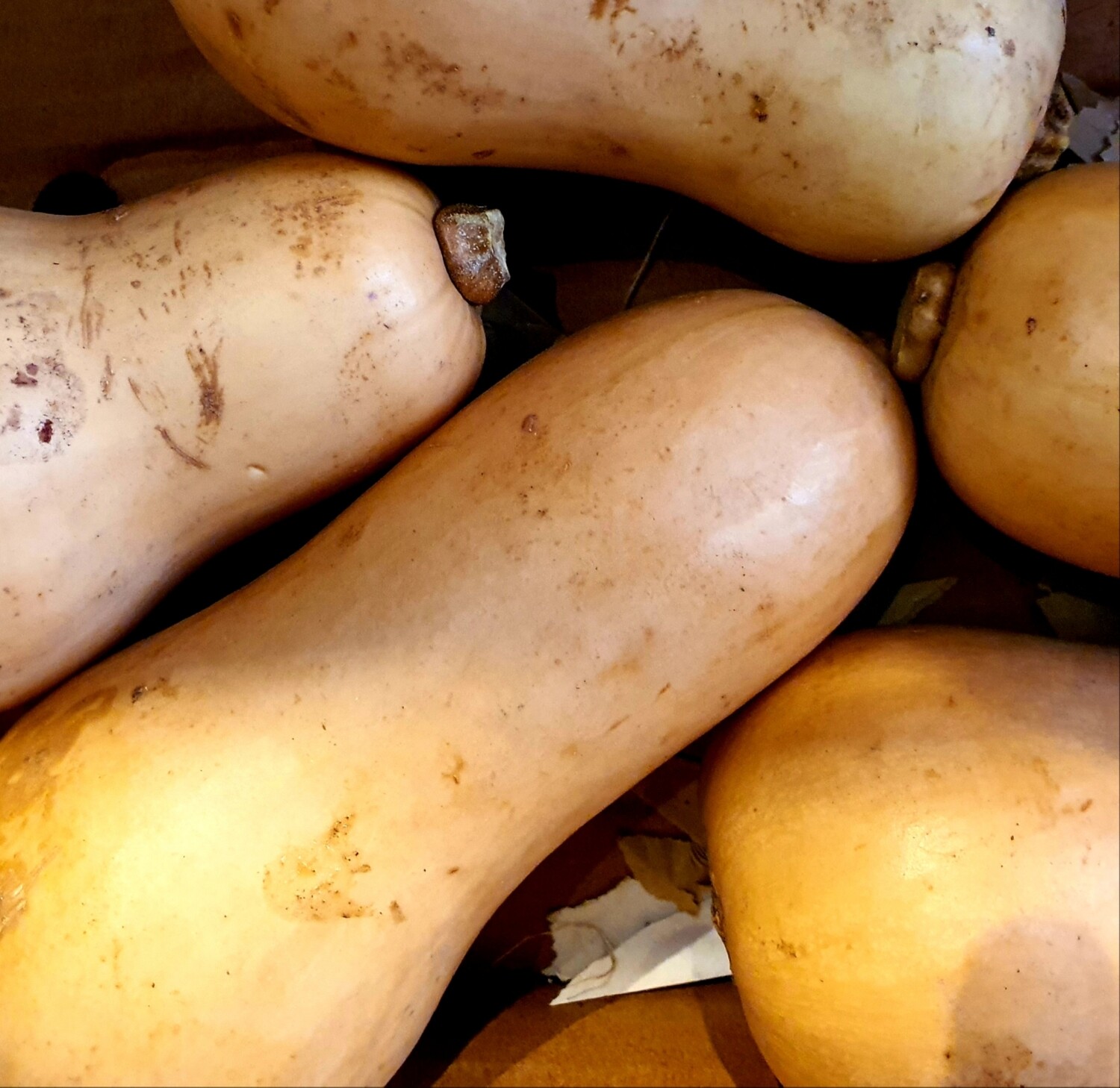 Butternut squash