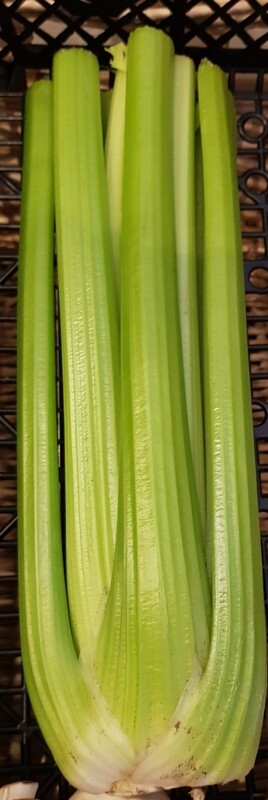 Celery