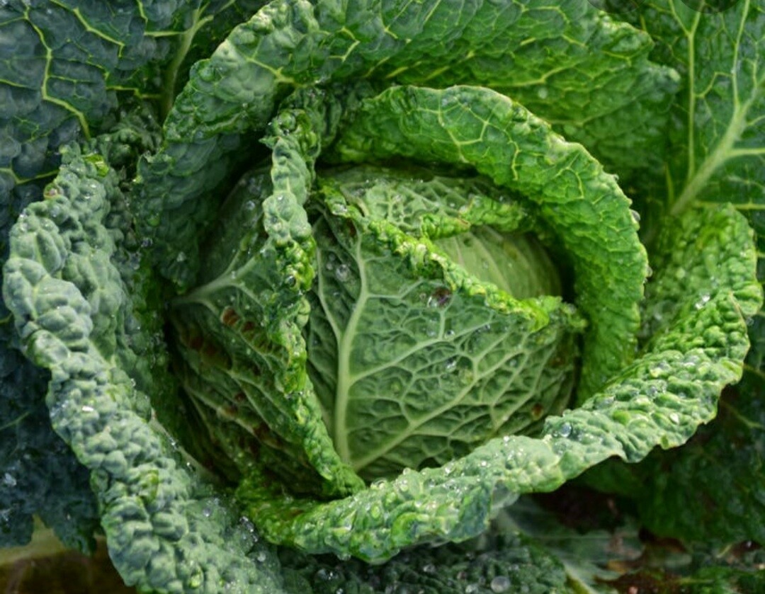 Savoy cabbage