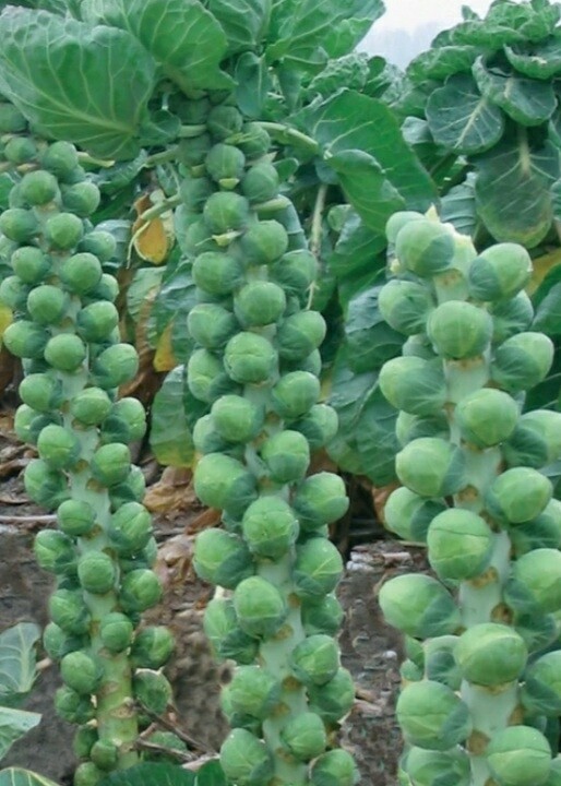 Sprouts on stalk    christmas orders only !!  22nd 23rd 24 th 